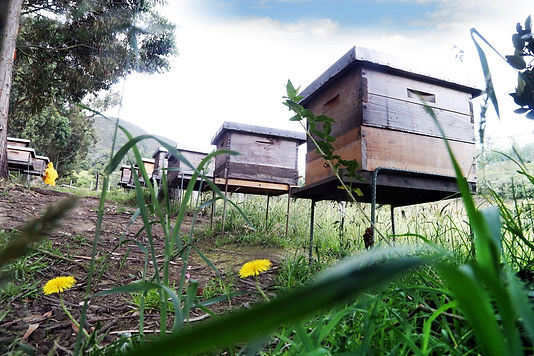 abejas-bioeconomia-22.jpg